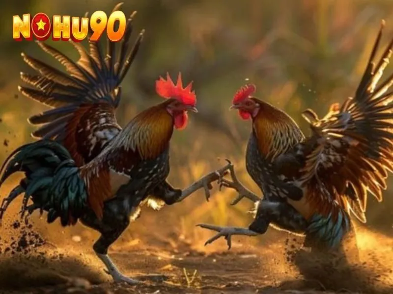 Cách tham gia game đá gà tại NOHU90 khá đơn giản