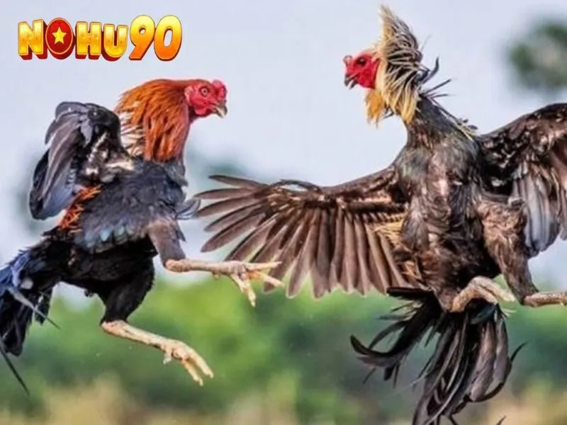 Nắm ngay các mẹo để chơi game đá gà NOHU90 nhanh thắng nhất
