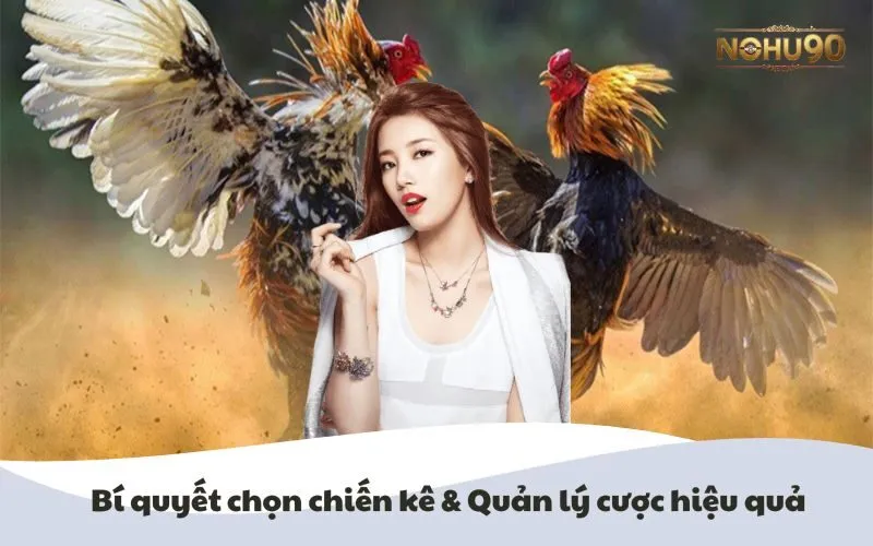Hình ảnh minh họa bí quyết chọn chiến kê và quản lý cược hiệu quả