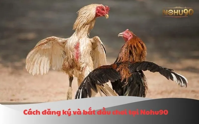 Hình ảnh minh họa cách đăng ký và bắt đầu chơi tại Nohu90