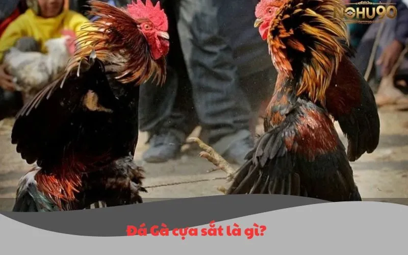 Đá Gà Cựa Sắt Nohu90