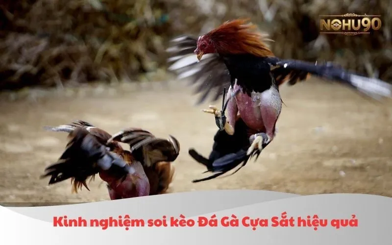 Hình ảnh minh họa kinh nghiệm soi kèo Đá Gà Cựa Sắt hiệu quả