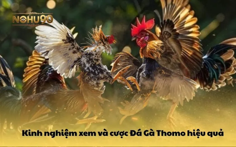 Mẹo cược Đá Gà Thomo Nohu90