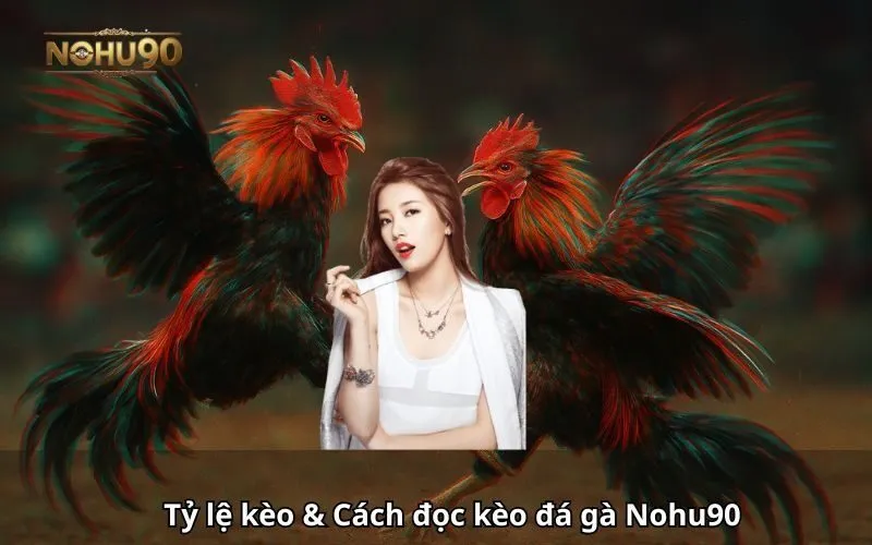 Hình ảnh minh họa tỷ lệ kèo và cách đọc kèo Đá Gà Nohu90